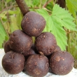 Boilie Gladi�tor 2,5 kg (hnilobn� pach)