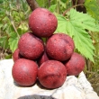 Boilie Venu�e 2,5 kg (brusinka/mu�le)